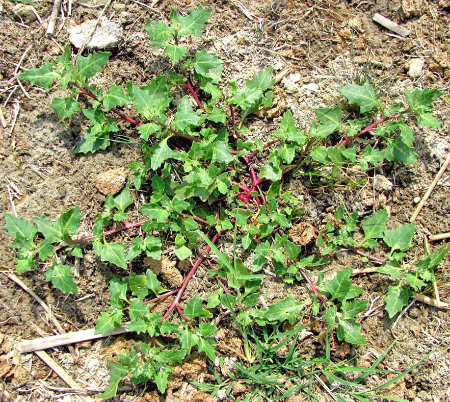 Image of Oxybasis rubra specimen.