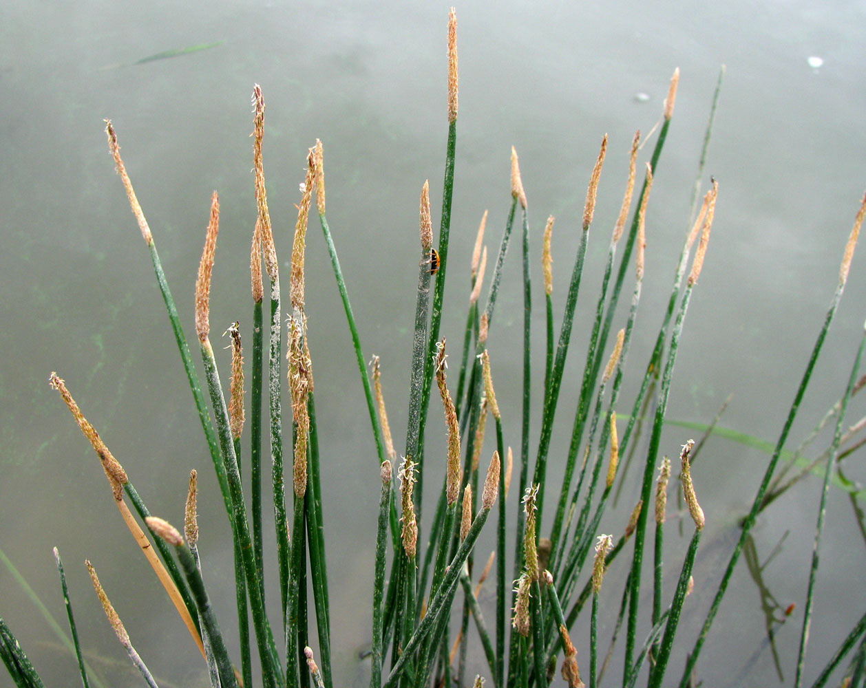 Image of genus Eleocharis specimen.