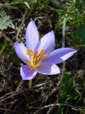 Crocus speciosus