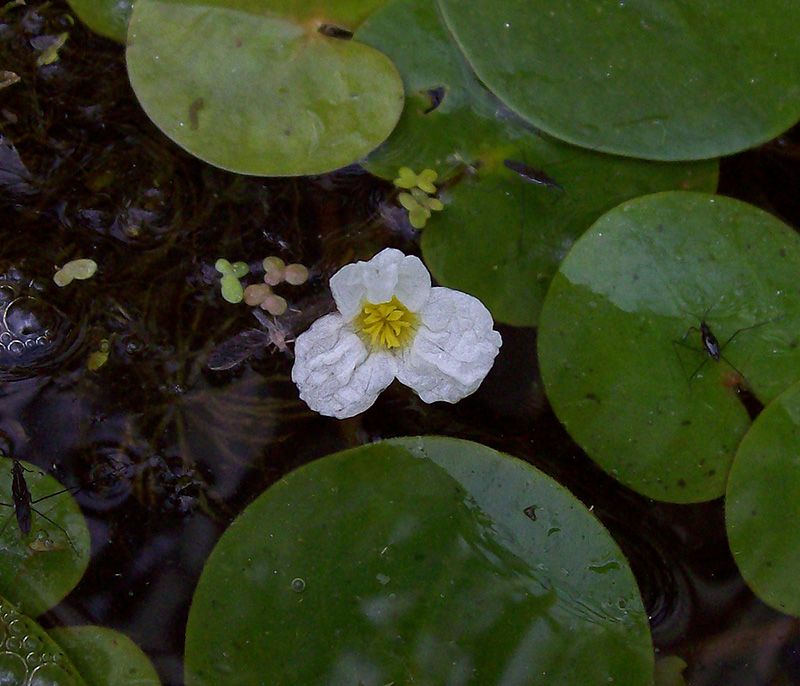 Image of Hydrocharis morsus-ranae specimen.