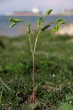 Senecio vulgaris