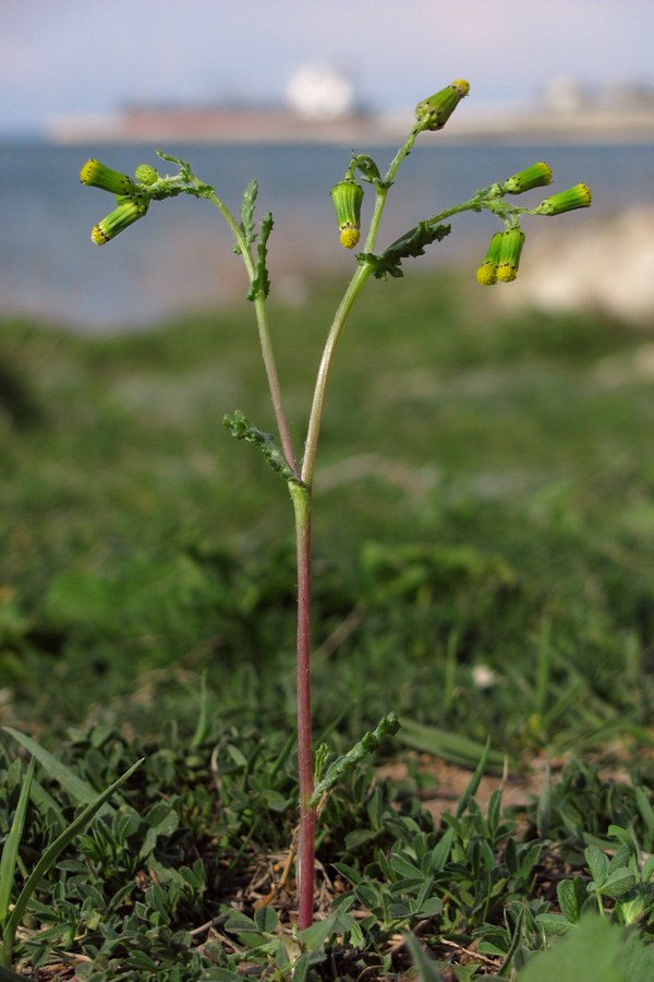 Image of Senecio vulgaris specimen.