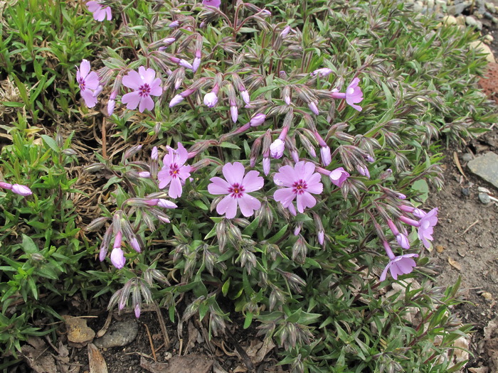 Изображение особи Phlox subulata.