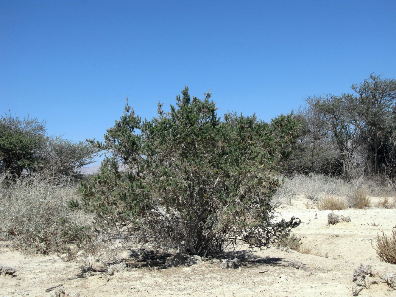 Image of Suaeda monoica specimen.