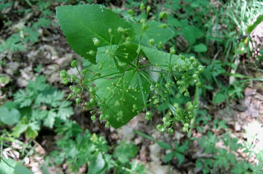 Изображение особи Smyrnium perfoliatum.