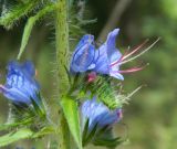 Echium vulgare