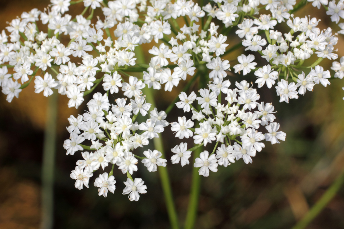 Изображение особи Oedibasis platycarpa.