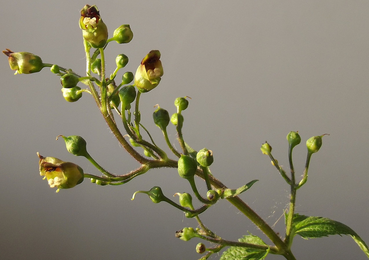 Изображение особи Scrophularia nodosa.