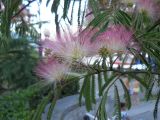 Albizia julibrissin. Соцветия. Крым, г. Ялта, в культуре. 19 июня 2012 г.