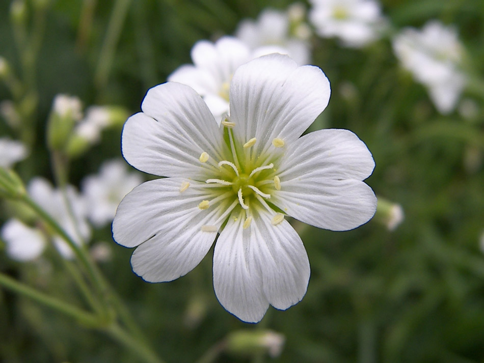 Изображение особи Cerastium arvense.