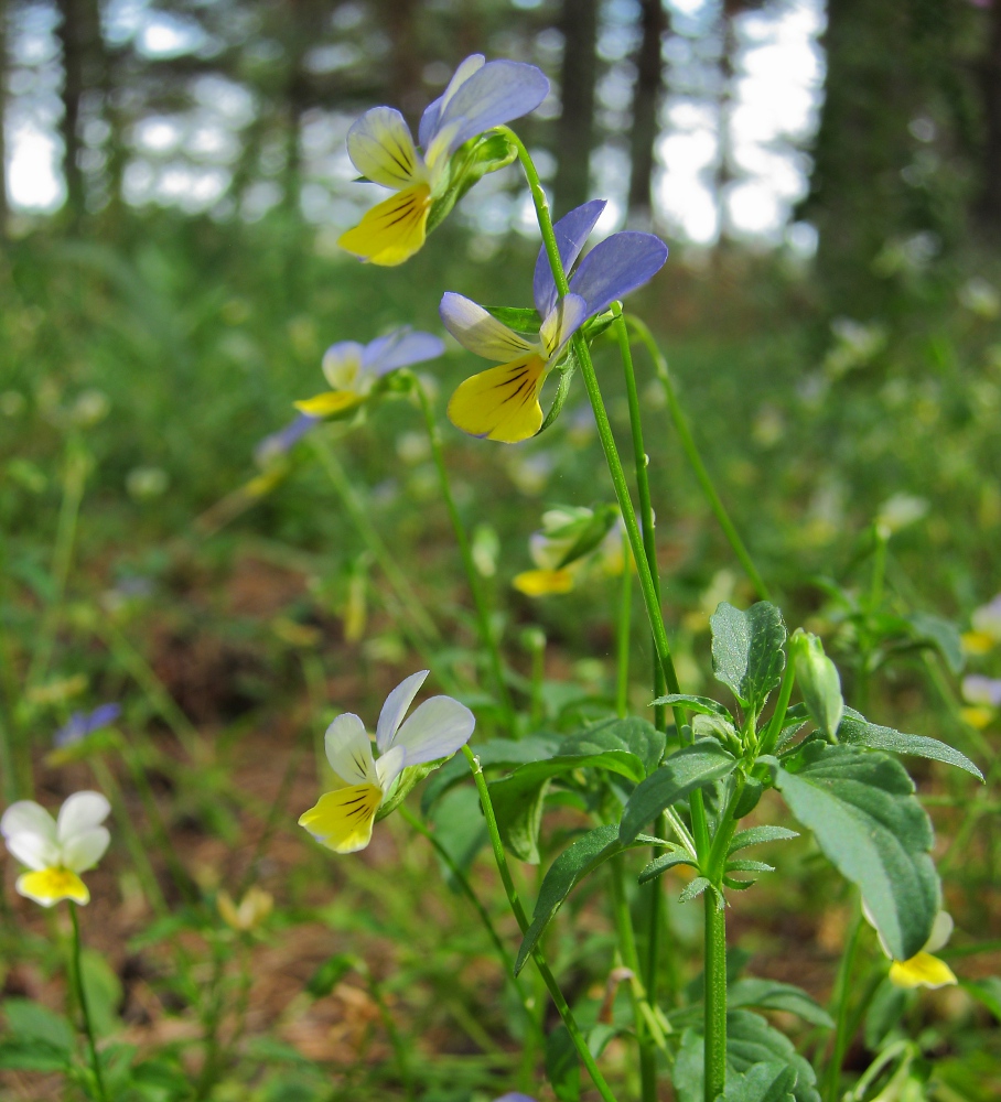 Изображение особи Viola tricolor.