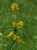 Lysimachia vulgaris. Верхушка цветущего растения. Иркутская область, г. Нижнеудинск, нижнее течение р. Уват, сырой луг. 14.07.2012.
