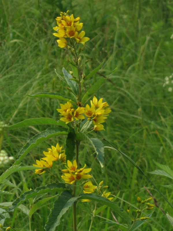 Изображение особи Lysimachia vulgaris.