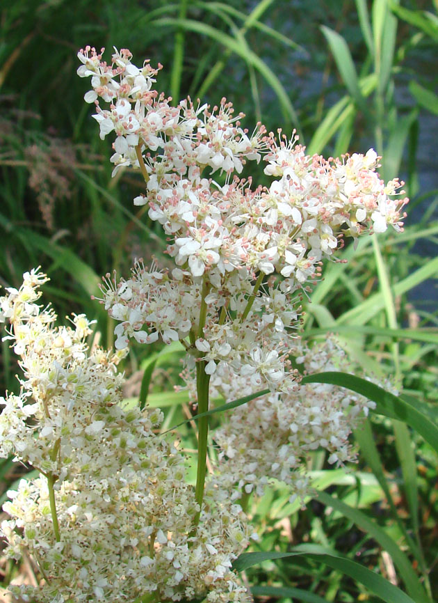 Image of Filipendula palmata specimen.
