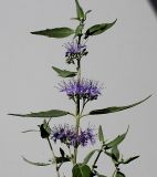 Caryopteris × clandonensis