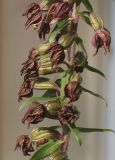 Image of taxon representative. Author is Валерий Куделя