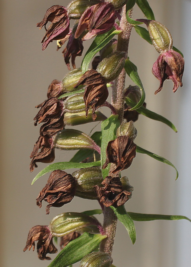 Image of Epipactis helleborine specimen.