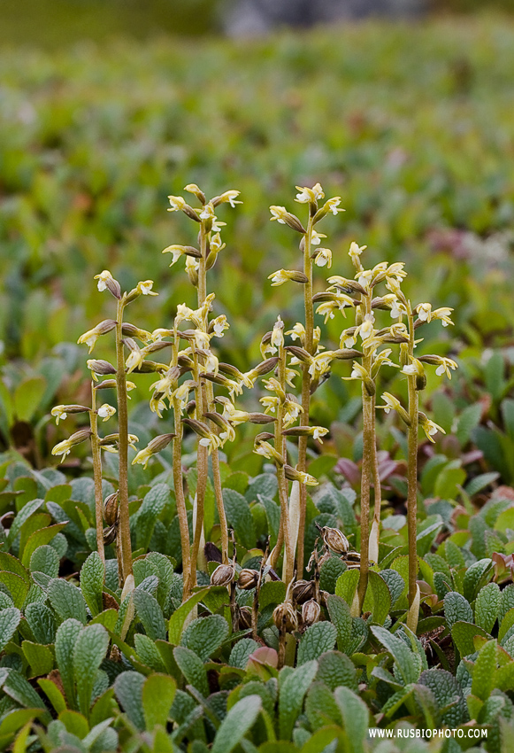 Изображение особи Corallorhiza trifida.