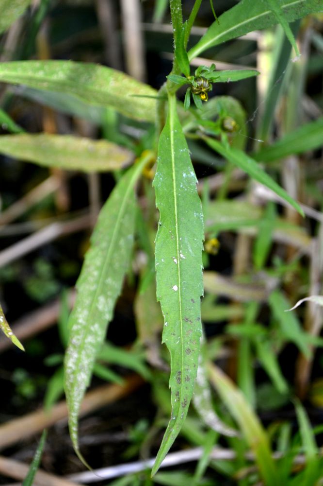 Image of Bidens cernua var. radiata specimen.