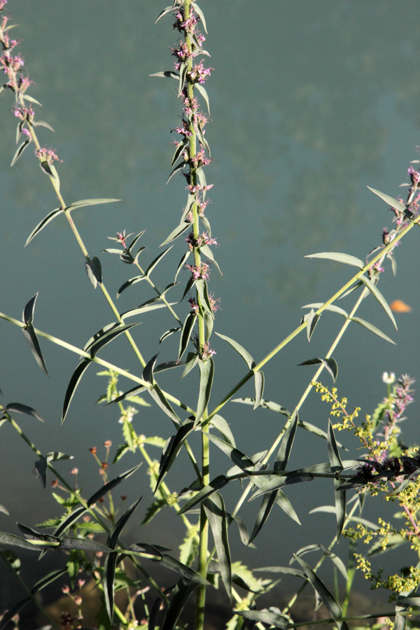 Изображение особи Lythrum salicaria.
