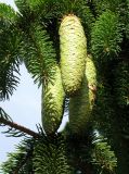 Picea abies. Невызревшие шишки. Венгрия, Хевеш, г. Эгер, у дома на набережной вдоль ручья Эгер. 11.09.2012.
