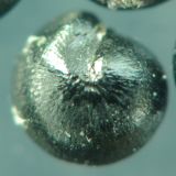 Chenopodium zerovii
