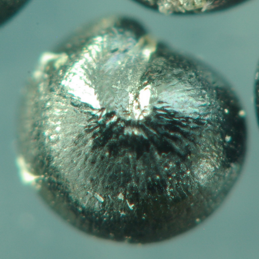 Изображение особи Chenopodium zerovii.