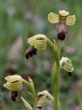 Ophrys fusca. Соцветия. Испания, Страна Басков, Алаба, окр. сельского поселения Гопеги, поляна в можжевелово-дубовом редколесье. 08.06.2012.