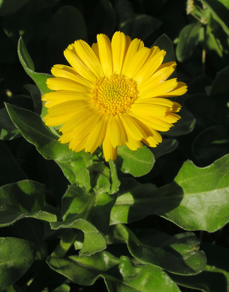 Изображение особи Calendula officinalis.