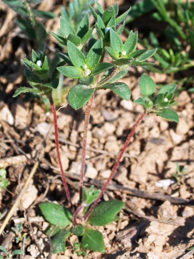 Image of Androsace maxima specimen.