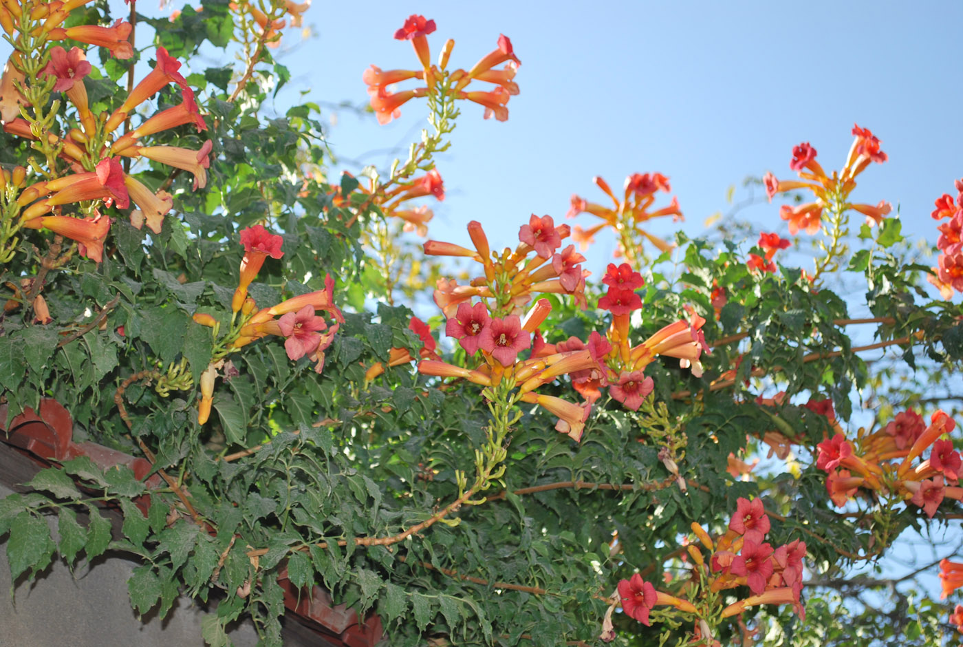 Image of Campsis radicans specimen.