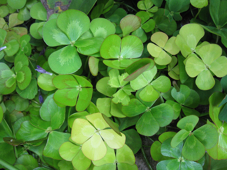 Image of Marsilea mutica specimen.