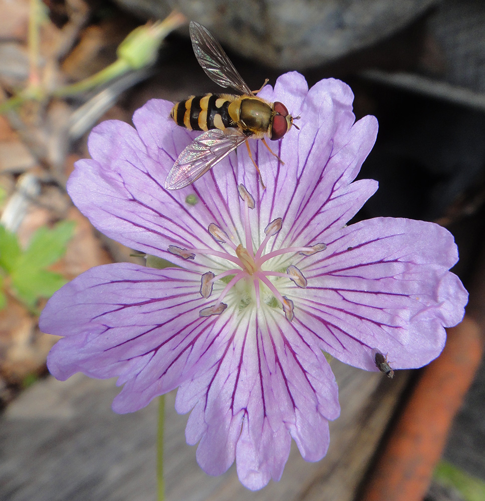 Image of Geranium wlassovianum specimen.