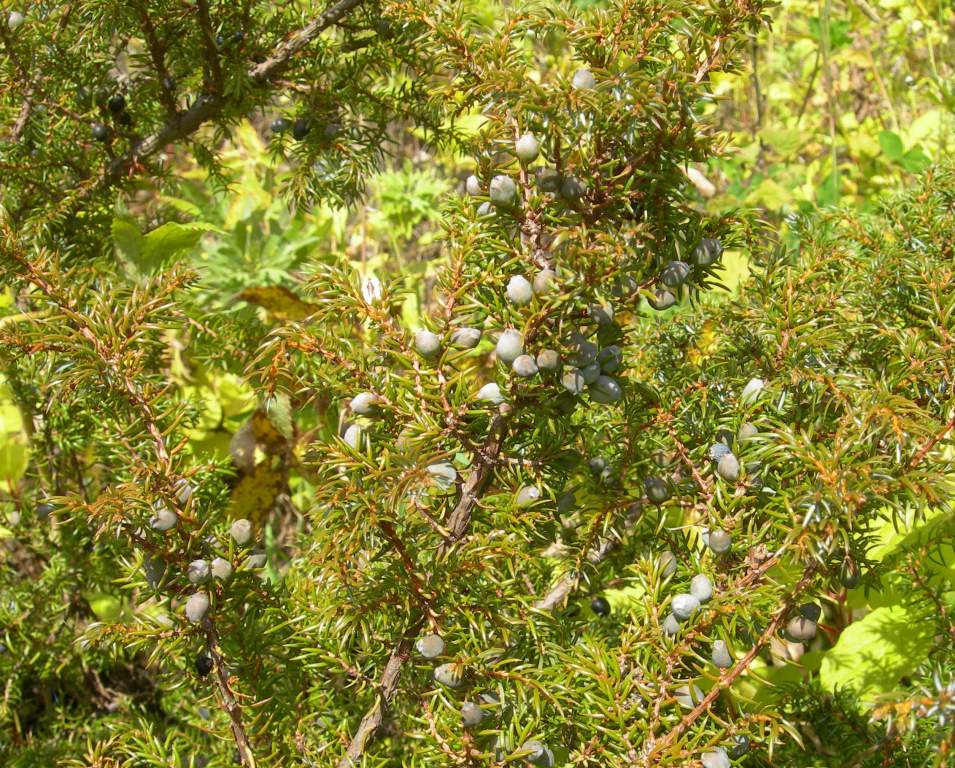 Image of Juniperus sibirica specimen.