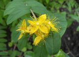 Hypericum xylosteifolium