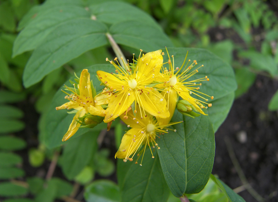 Изображение особи Hypericum xylosteifolium.