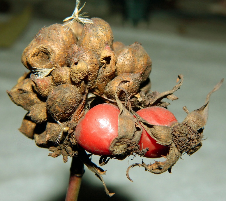 Image of genus Rosa specimen.