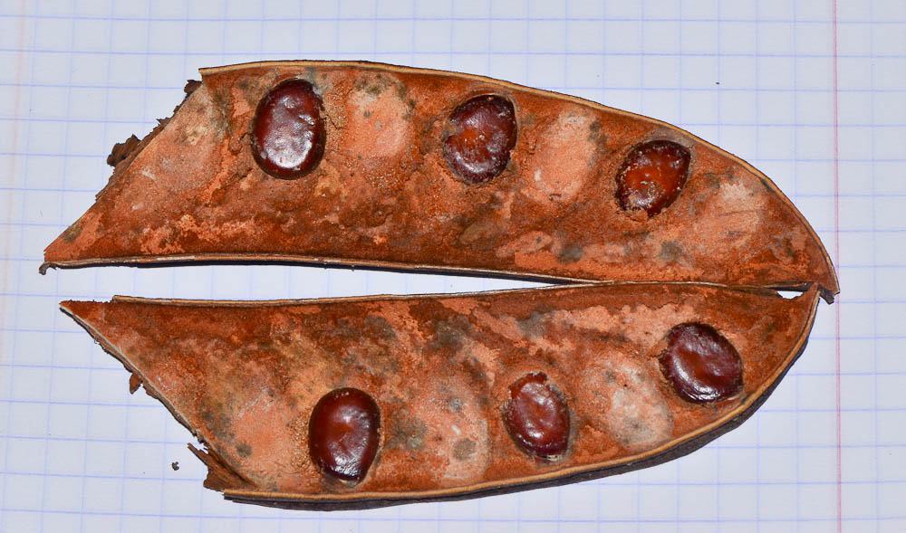 Image of Bauhinia galpinii specimen.