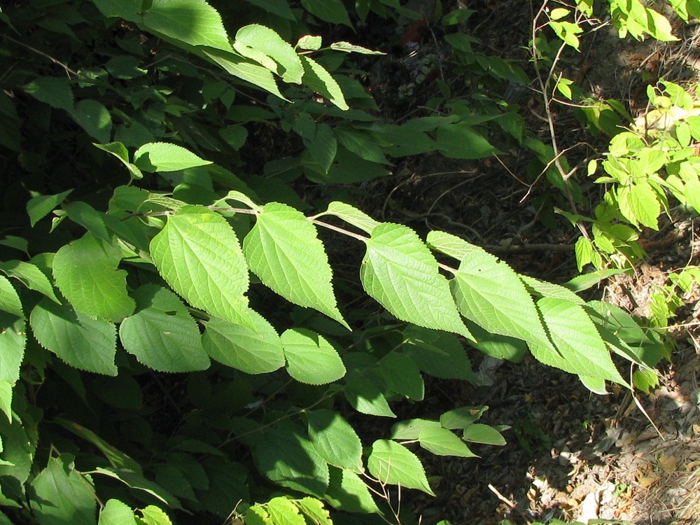 Image of Celtis occidentalis specimen.