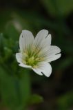 Cerastium davuricum