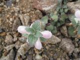 Lamium tomentosum. Верхушка цветущего растения. Карачаево-Черкесская Республика, Карачаевский р-н, окр. перевала Палибаши, высота около 3500 м. 10.08.2012.