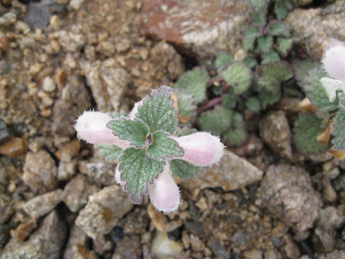 Изображение особи Lamium tomentosum.