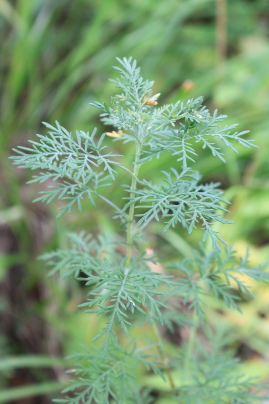 Image of Artemisia macrantha specimen.