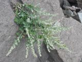 Artemisia saitoana