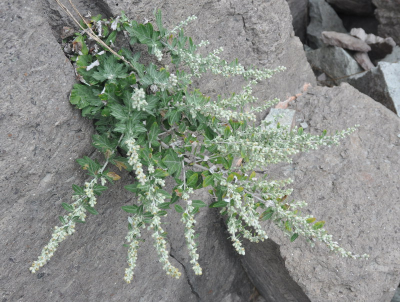 Image of Artemisia saitoana specimen.