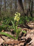 Orchis pallens
