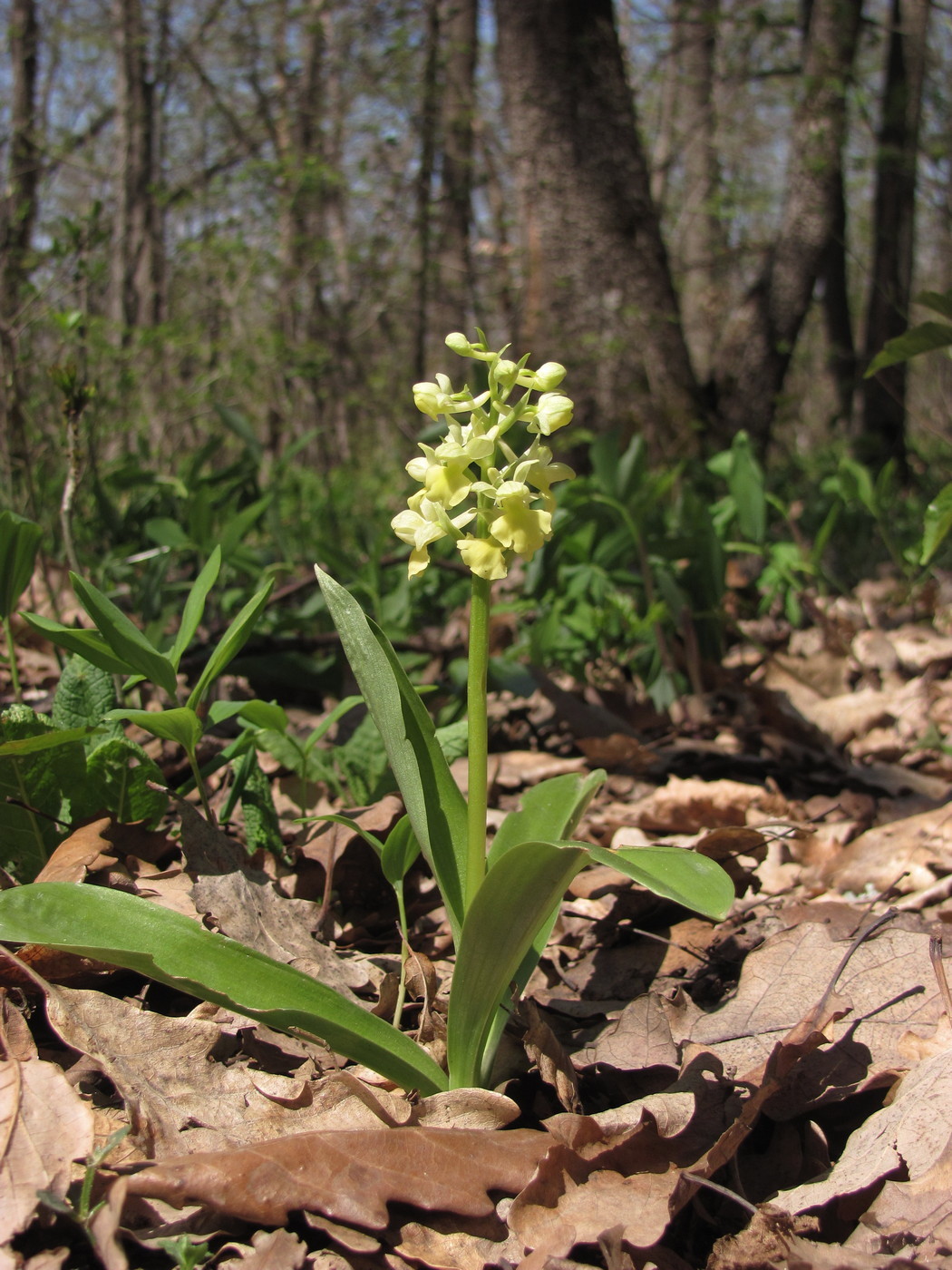 Изображение особи Orchis pallens.
