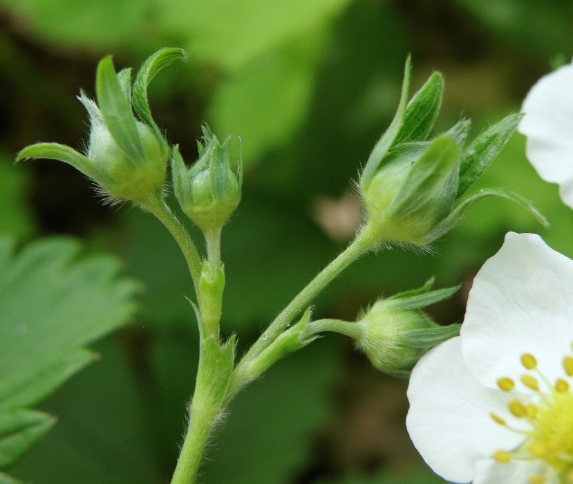Image of Fragaria viridis specimen.