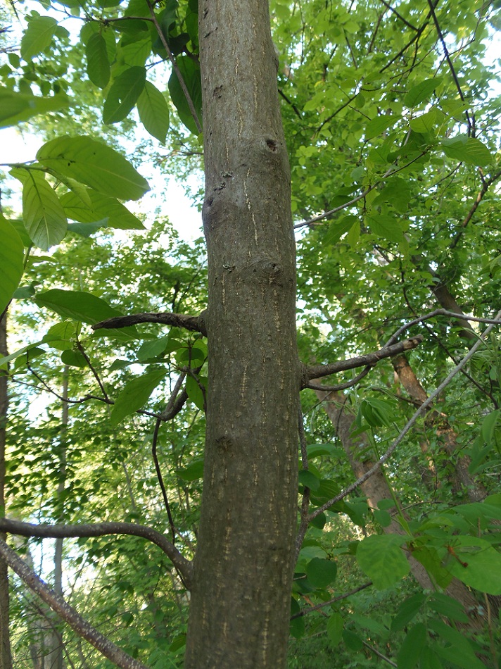 Изображение особи Frangula alnus.