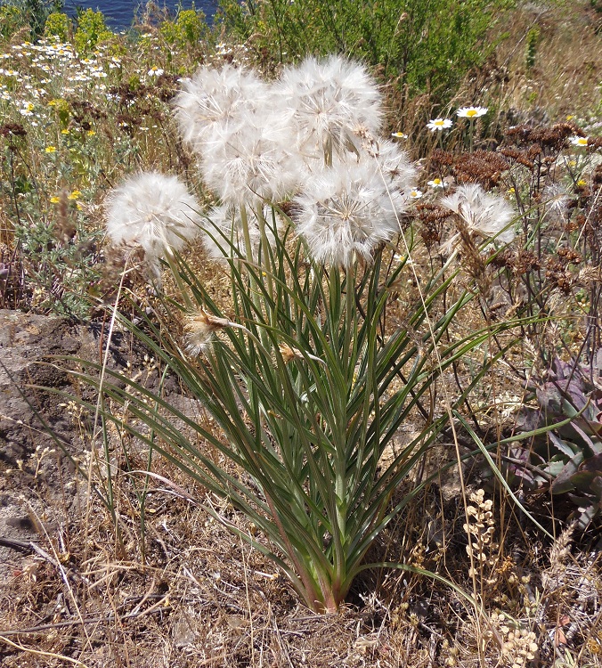 Изображение особи Scorzonera mollis.